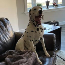 Dalmatians from Grandma Cook's Dalmatians