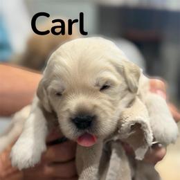 Carl 3800 - Light golden male Golden Retriever puppy in Peoria, Arizona from Westwing Retrievers