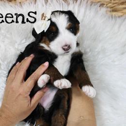 Queens - Tri-color female Bernedoodle puppy in Casa Grande, Arizona from AzDoodle Dandies