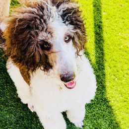 Goldendoodle Puppies from Labradoodleday