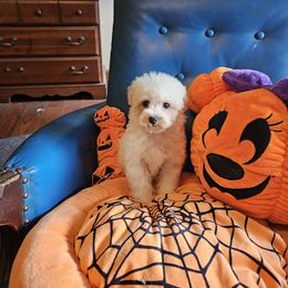 Beau - White and buff male Bichon Frise puppy in Chatham, Illinois from Bichon Frise Partnership