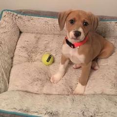 Mountain Cur Puppies from Walnut Ridge Mountain Curs