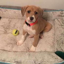 Mountain Cur Puppies from Walnut Ridge Mountain Curs