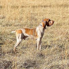 Da Vinci - Bracco Italiano