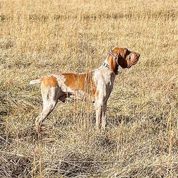 Da Vinci - Bracco Italiano