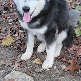 Black and white Male - Black and white male Pomsky puppy in Gladstone, Virginia from Rustic Charms Miniature Huskys