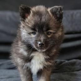 Mamba - Black and white male Pomsky puppy in Omaha, Nebraska from Wolfpack Pomskies