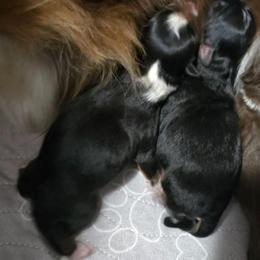 Boy 1 - Black tri male Miniature American Shepherd puppy in Vancouver, Washington from BonDrew's Miniature American Shepherds