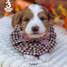 Delight - Red female Bernedoodle puppy in Orange, Texas from Walk with Me Doodles