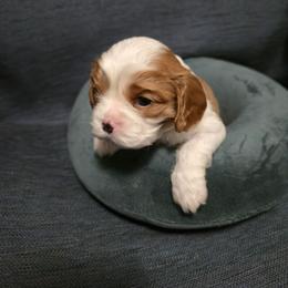 Blenheim Boy 1 - Blenheim male Cavalier King Charles Spaniel puppy in Moriarty, New Mexico from Cedar Mountain Hounds