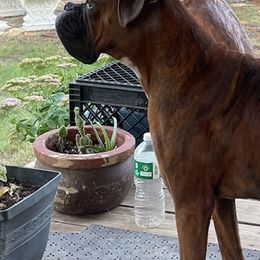 Boxers from Ryno Boxers