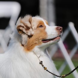 Woodford - Australian Shepherd