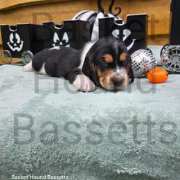 Squire - Black brown and white male Basset Hound puppy in Big Rapids, Michigan from Basket Hound Bassets