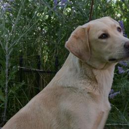 Fizzle - Labrador Retriever