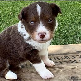 Miniature Australian Shepherd and Toy Australian Shepherd Puppies from Kickapoo Creek Toy & Mini Aussies