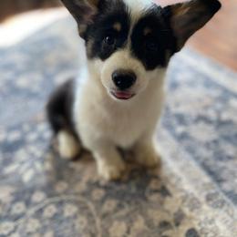 Breeze - White and black male Pembroke Welsh Corgi puppy in Ramona, Oklahoma from Eden Farms Corgis