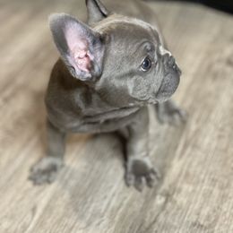 French Bulldog Puppies from Frnchi Faerie
