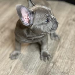 French Bulldog Puppies from Frnchi Faerie