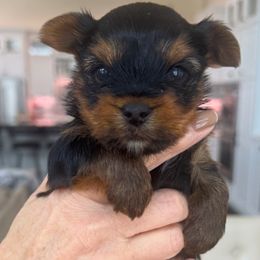Remy - Black and tan male Yorkshire Terrier puppy in West Fargo, North Dakota from A Yorkie Tale