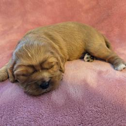 Mary - Ruby female Cavalier King Charles Spaniel puppy in Sunny Valley, Oregon from Sunny Valley Cavaliers