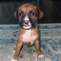 Light Blue - Fawn Boxer puppy in Pikeville, Tennessee from AG Mountain Boxers