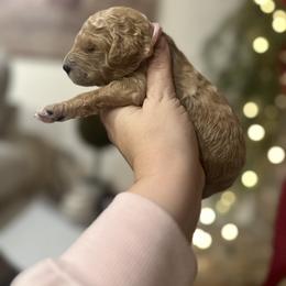Juniper- pink - Red  female Goldendoodle puppy in Bogue Chitto, Mississippi from Valentine Kennels