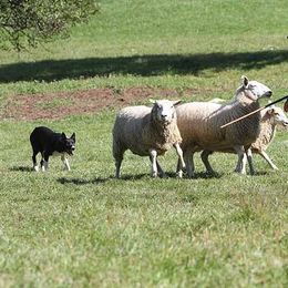 Border Collies and Maremma Sheepdogs from Hope's Farm