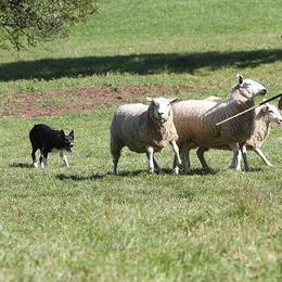 Border Collies and Maremma Sheepdogs from Hope's Farm