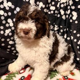 Buster - Red tri-color male Aussiedoodle puppy in Missouri from Mini AussieDoodles on Meadow Lane