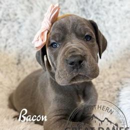 Bacon - Blue female Great Dane puppy in Sac City, Iowa from Northern Great Danes of Colorado & Iowa