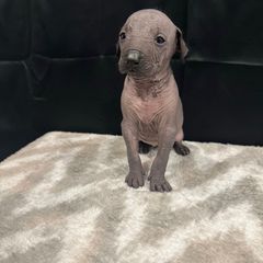 Zuri - Blue female Peruvian Inca Orchid puppy in Atlanta, Georgia from La Siren