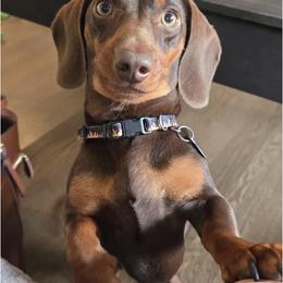 Dachshunds from Dewdrop Dachshunds