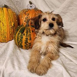 Sadie - Aussiedoodle puppy from Sandy Hill Farm Aussies, LLC