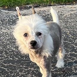 Chinese Crested Puppies from Windsong