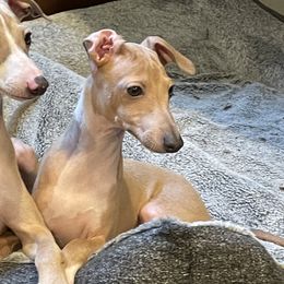 Italian Greyhound Puppies from The Breeder's Assistant