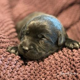 Blue Boy - Black male Labrador Retriever puppy in Colorado from Albrecht Farms Labrador Retrievers