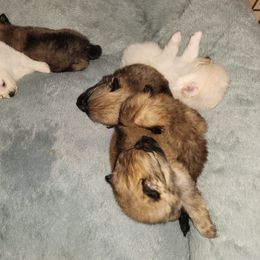 Pomeranian Puppies from Pomeranians Palace