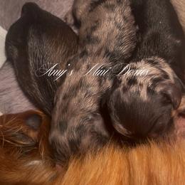 Girl 2 - Dapple female Dachshund puppy in Jena, Louisiana from Amy’s Mini Doxies