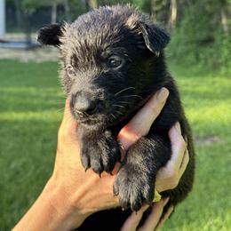 Purple Girl 3 - Black sable female Belgian Malinois puppy in Orange, Texas from Tacti-Mal K9 Kennels