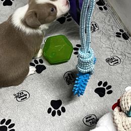 American Corgi, Cardigan Welsh Corgi, and Pembroke Welsh Corgi Puppies from Coopers Korner