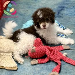 Funshine Bear - Phantom male Poodle puppy in Bowman, Georgia from Companion Creek Farm