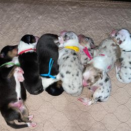 Australian Shepherd Puppies from 4t Aussies