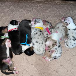 Australian Shepherd Puppies from 4t Aussies