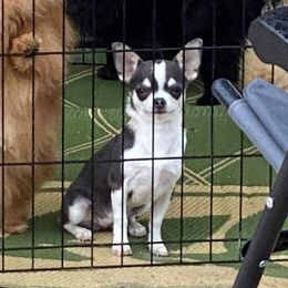 Steely - Chihuahua