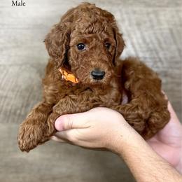 Joey - Red  male Poodle puppy in Abilene, Texas from Mesquite Kennels