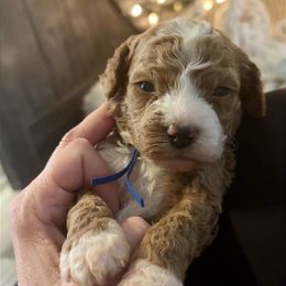 Royal blue collar - Parti male Goldendoodle puppy in Trenton, Tennessee from Pickard’s country Golden doodles
