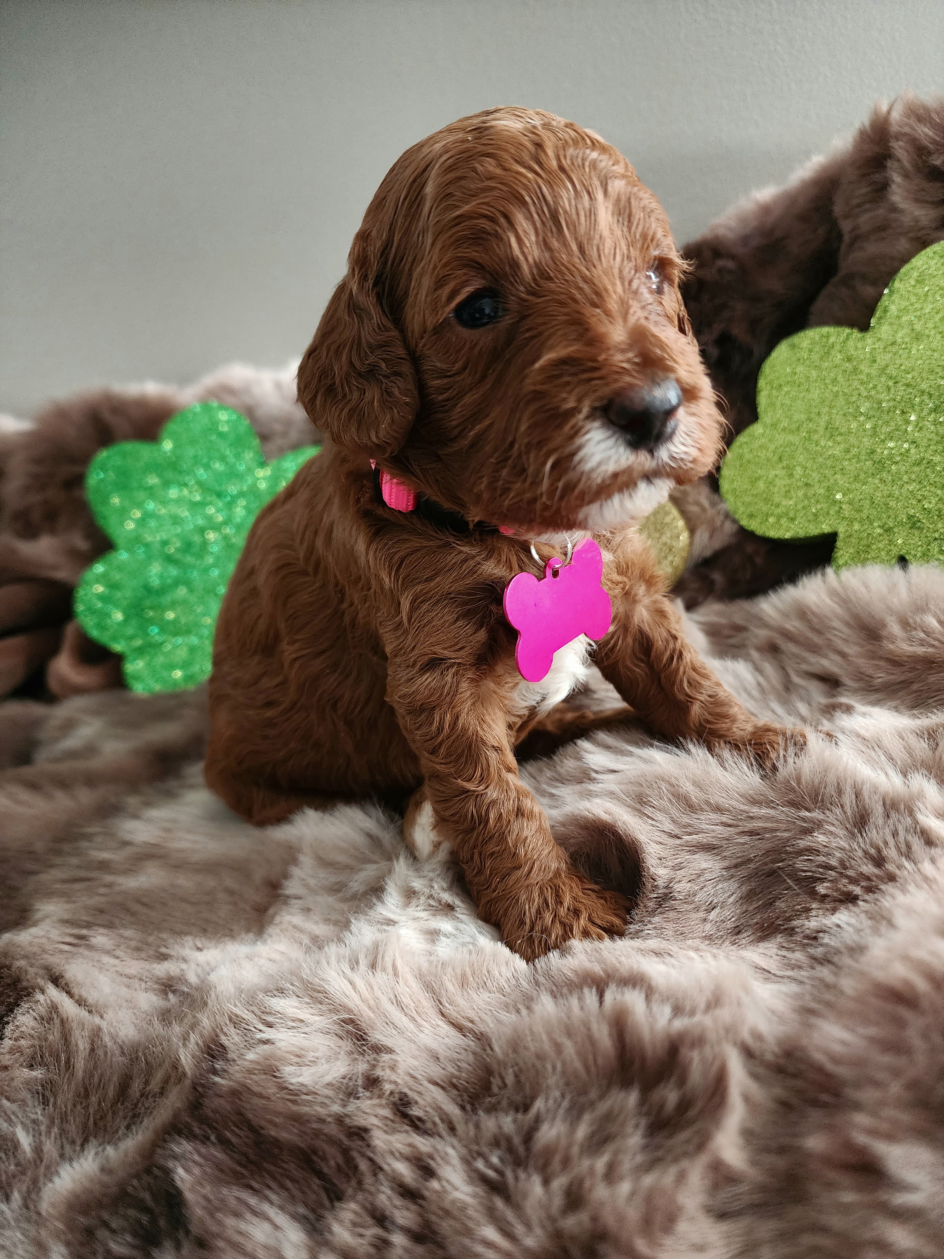 Pink girl - Red  Goldendoodle puppy in Wellford, South Carolina from 4goldendoodles