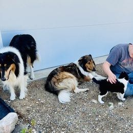 Collie Puppies from Little Apple Collies, Dazey, ND