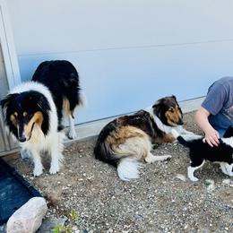 Collie Puppies from Little Apple Collies, Dazey, ND