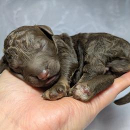 Orange Collar Male - Phantom male Poodle puppy in Tehama County, California from Hals Pals K9s